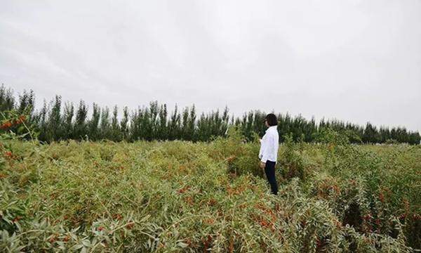 拱棚种植什么效益好_拱棚秋季种植技术与管理_秋季拱棚种植技术