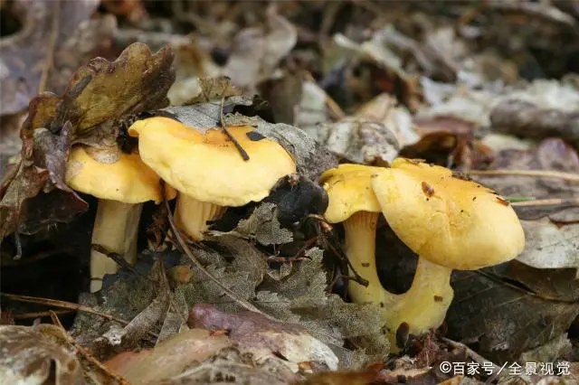 菲黄的种植技术_如何种菲黄自家种_菲黄种植技术视频