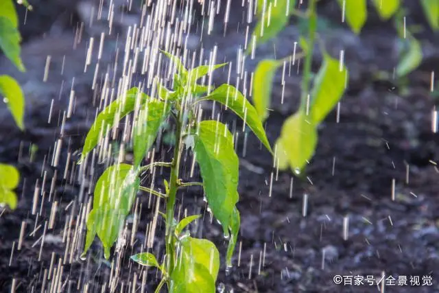 秋季拱棚种植技术_拱棚秋季种植技术要点_拱棚种植什么效益好