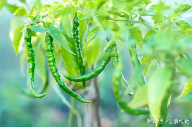 秋季拱棚种植技术_拱棚秋季种植技术要点_拱棚种植什么效益好