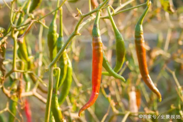 拱棚种植什么效益好_秋季拱棚种植技术_拱棚秋季种植技术要点