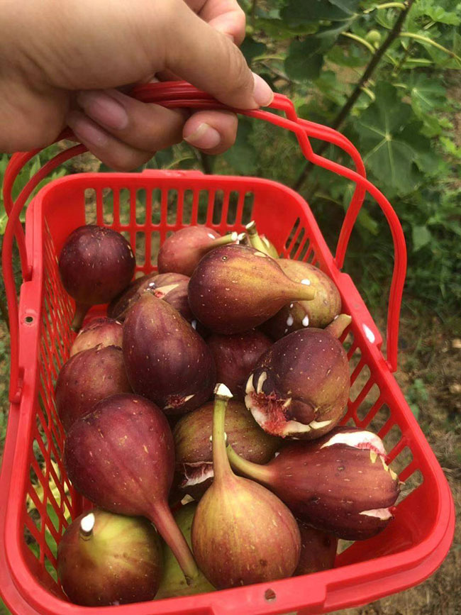 大棚可以种植什么水果?大棚水果种植项目介绍