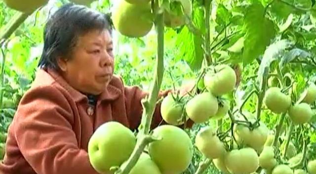 大棚种植致富故事_致富大棚种植故事简介_致富经大棚种菜技术