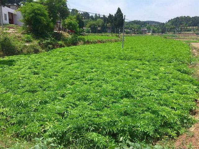 秋季拱棚种植技术_秋季拱棚种植什么蔬菜_拱棚种植什么效益好