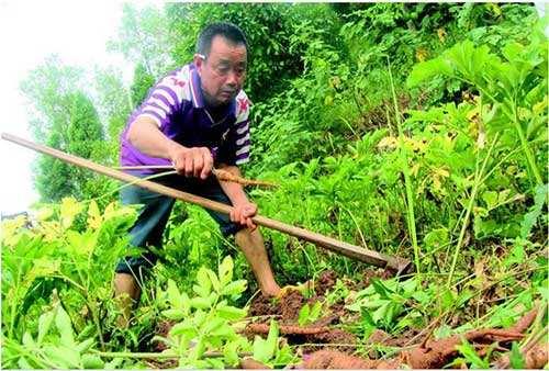 秋季拱棚种植技术_秋季拱棚种植什么蔬菜_拱棚种植什么效益好