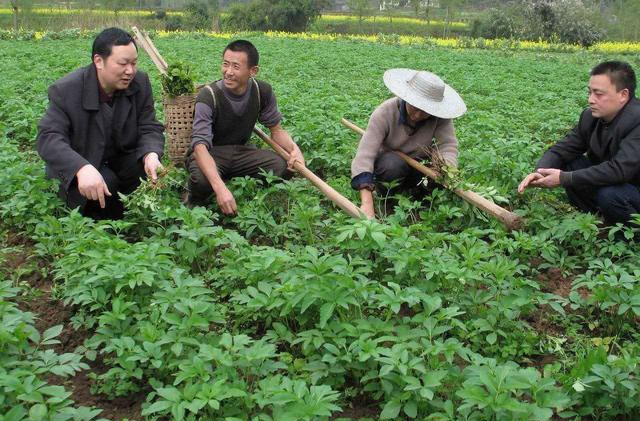 秋季拱棚种植技术_拱棚种植什么效益好_秋季拱棚种植什么蔬菜