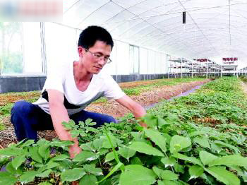 寿光能人马千通 大棚人参栽成功