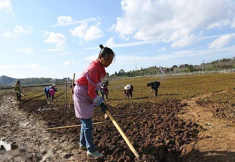 长寿之乡贵州兴仁：种植蓝布正 为群众致富“开良方”