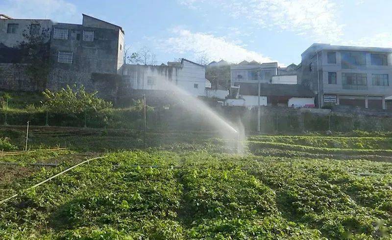 致富种植中药材合作社_农场种植致富中药_农村致富经中药材种植