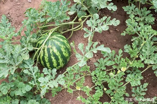 拱棚秋季种植技术与管理_秋季拱棚种植技术_拱棚秋季种植技术要求