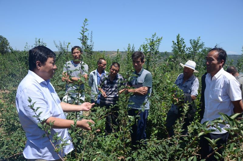 致富药材种植_农场种植致富中药_药材种植业致富项目