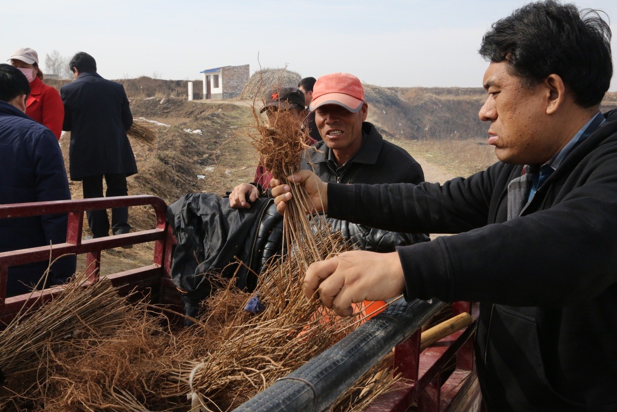 致富药材种植_农场种植致富中药_药材种植业致富项目