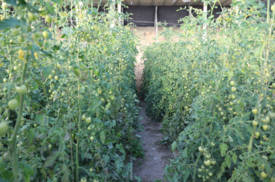 种植户育苗致富_致富户种植育苗活动_农村致富种