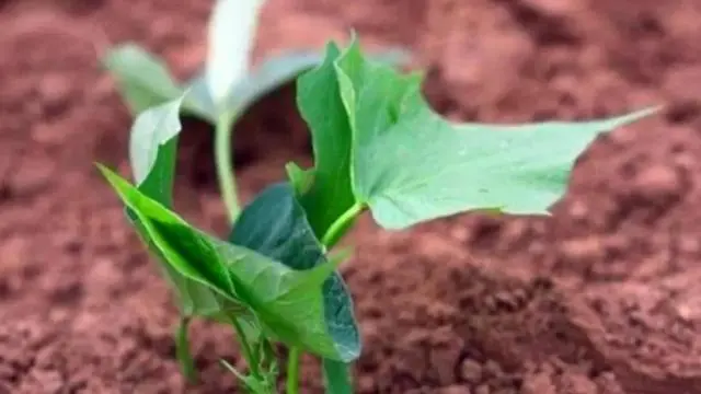 红薯尖叶的营养价值_尖叶红薯是什么品种_红薯尖叶菜种植技术