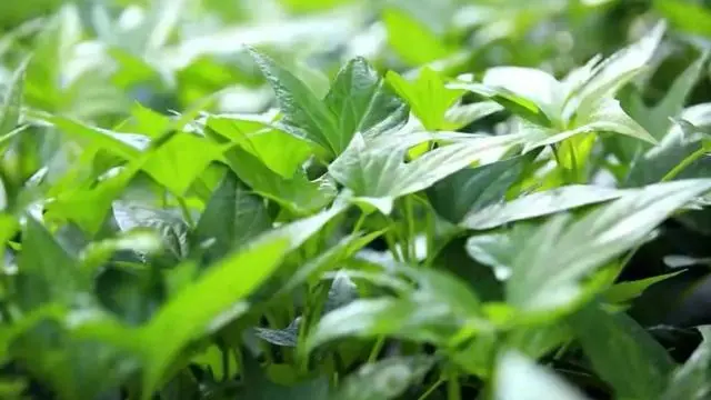 尖叶红薯是什么品种_红薯尖叶菜种植技术_红薯尖叶的营养价值