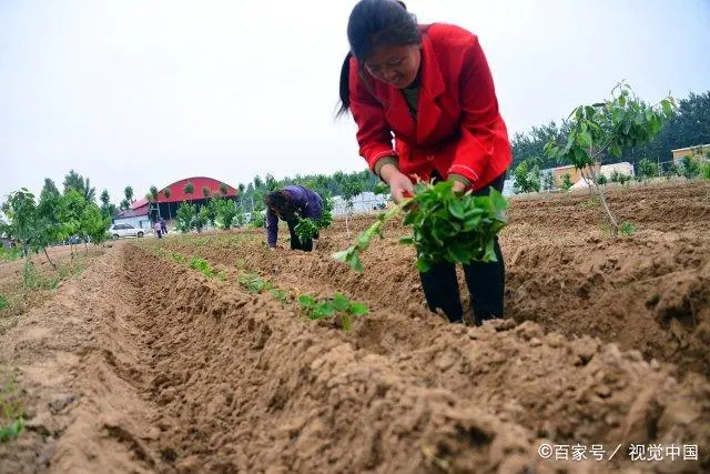 尖叶红薯是什么品种_红薯尖叶的营养价值_红薯尖叶菜种植技术