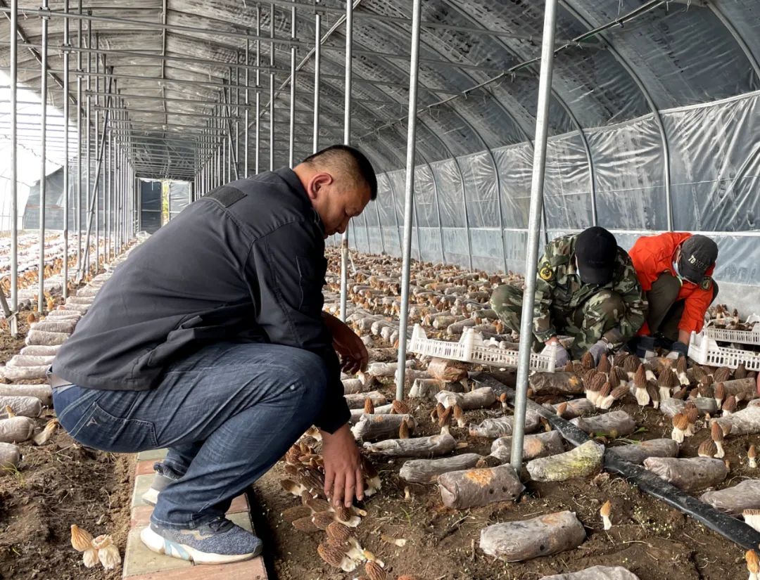 致富经羊肚菌2018种植视频_致富经3万羊肚菌_羊肚菌致富经视频