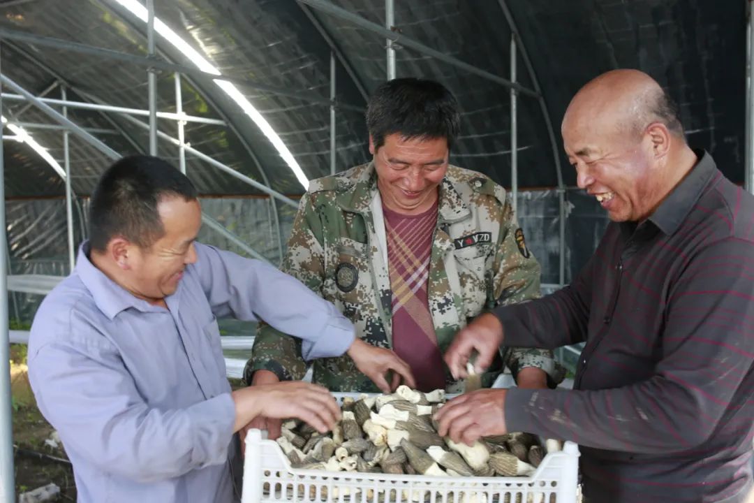 致富经羊肚菌2018种植视频_羊肚菌致富经视频_致富经3万羊肚菌