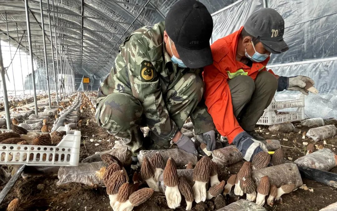 致富经羊肚菌2018种植视频_羊肚菌致富经视频_致富经3万羊肚菌