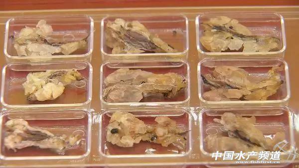 黄粉虫喂牛蛙好吗_致富经黄粉虫喂蛙_致富经黄粉虫喂蛙