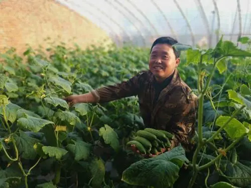 黄瓜育苗大棚“孕育”脱贫新希望 莱阳市羊郡镇党支部领办合作社又添致富“法宝”