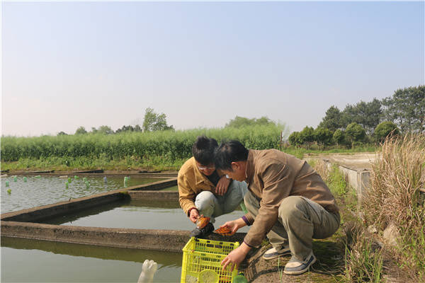 珍珠鳖养殖场_珍珠养殖鳖技术要求_珍珠鳖的养殖技术