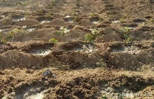 尖叶红薯是什么品种_红薯尖叶菜种植技术_红薯尖种苗