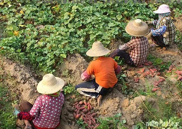 尖叶红薯是什么品种_红薯尖叶菜种植技术_红薯尖种苗