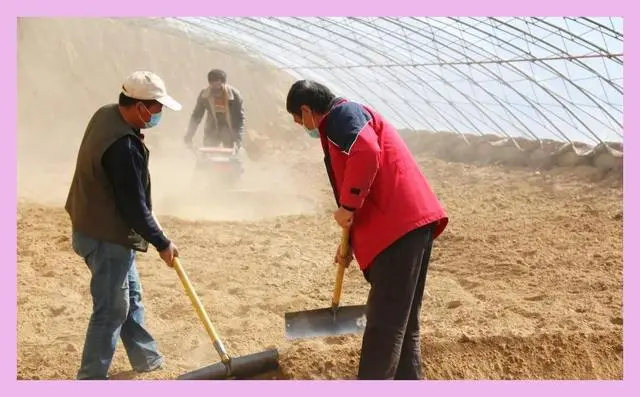 红薯尖怎么种植_红薯尖叶菜种植技术_尖叶红薯是什么品种