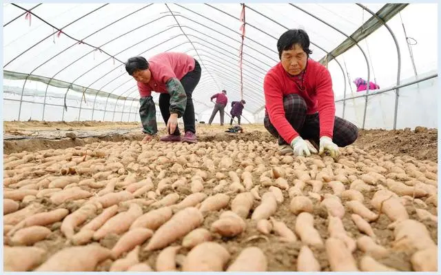 红薯尖怎么种植_尖叶红薯是什么品种_红薯尖叶菜种植技术