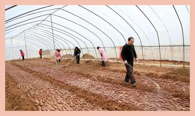 尖叶红薯是什么品种_红薯尖叶菜种植技术_红薯尖怎么种植