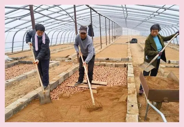 红薯尖叶菜种植技术_尖叶红薯是什么品种_红薯尖怎么种植