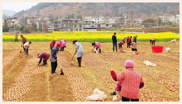 红薯尖叶菜种植技术_红薯尖怎么种植_尖叶红薯是什么品种