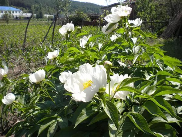 室内种植药材致富_致富药材室内种植方法_致富药材室内种植图片