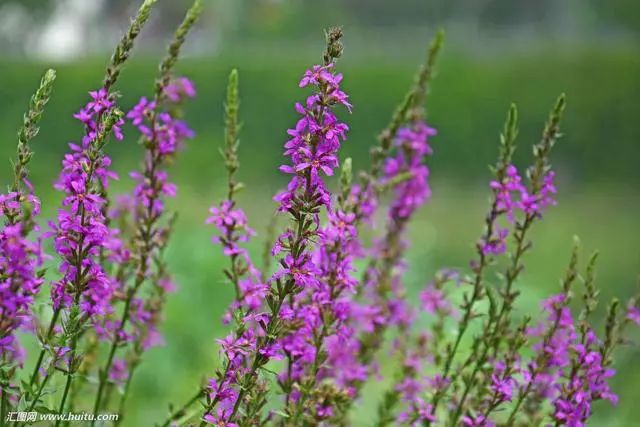 致富药材室内种植方法_室内种植药材致富_致富药材室内种植图片