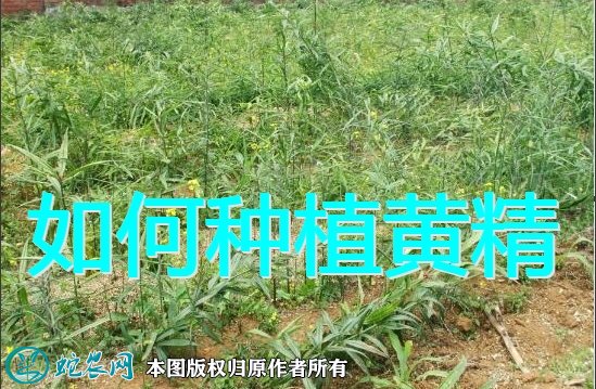 如何种植黄精图1