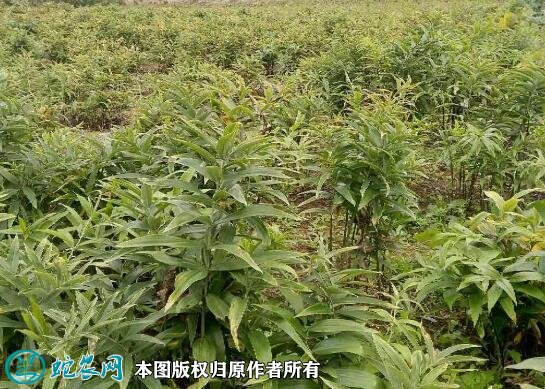 如何种植黄精图2