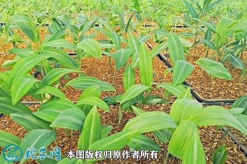 如何种植黄精图3