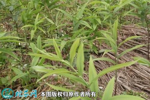 如何种植黄精图4