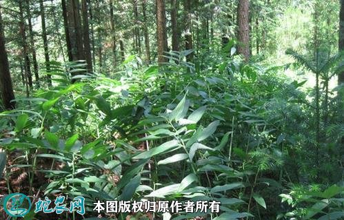 如何种植黄精图6