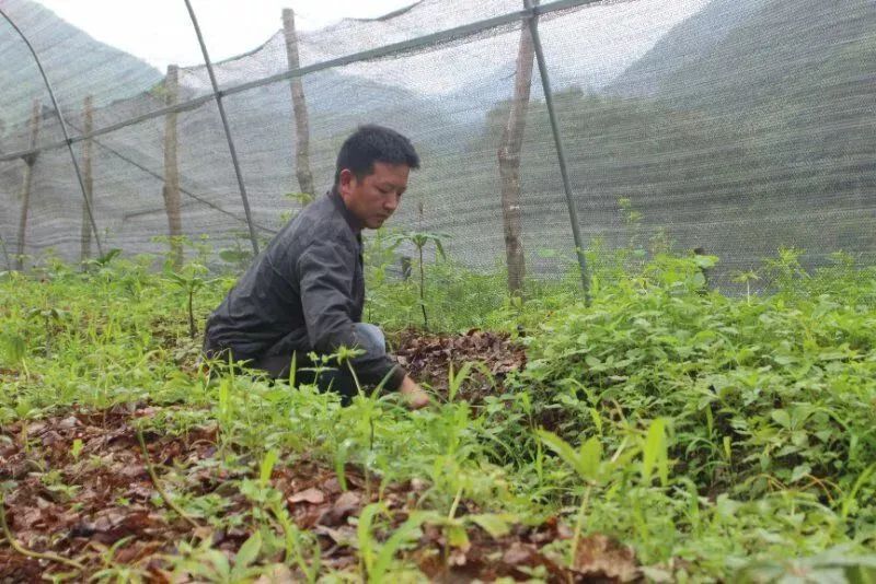 致富药材室内种植图片_致富药材室内种植方法_室内种植药材致富