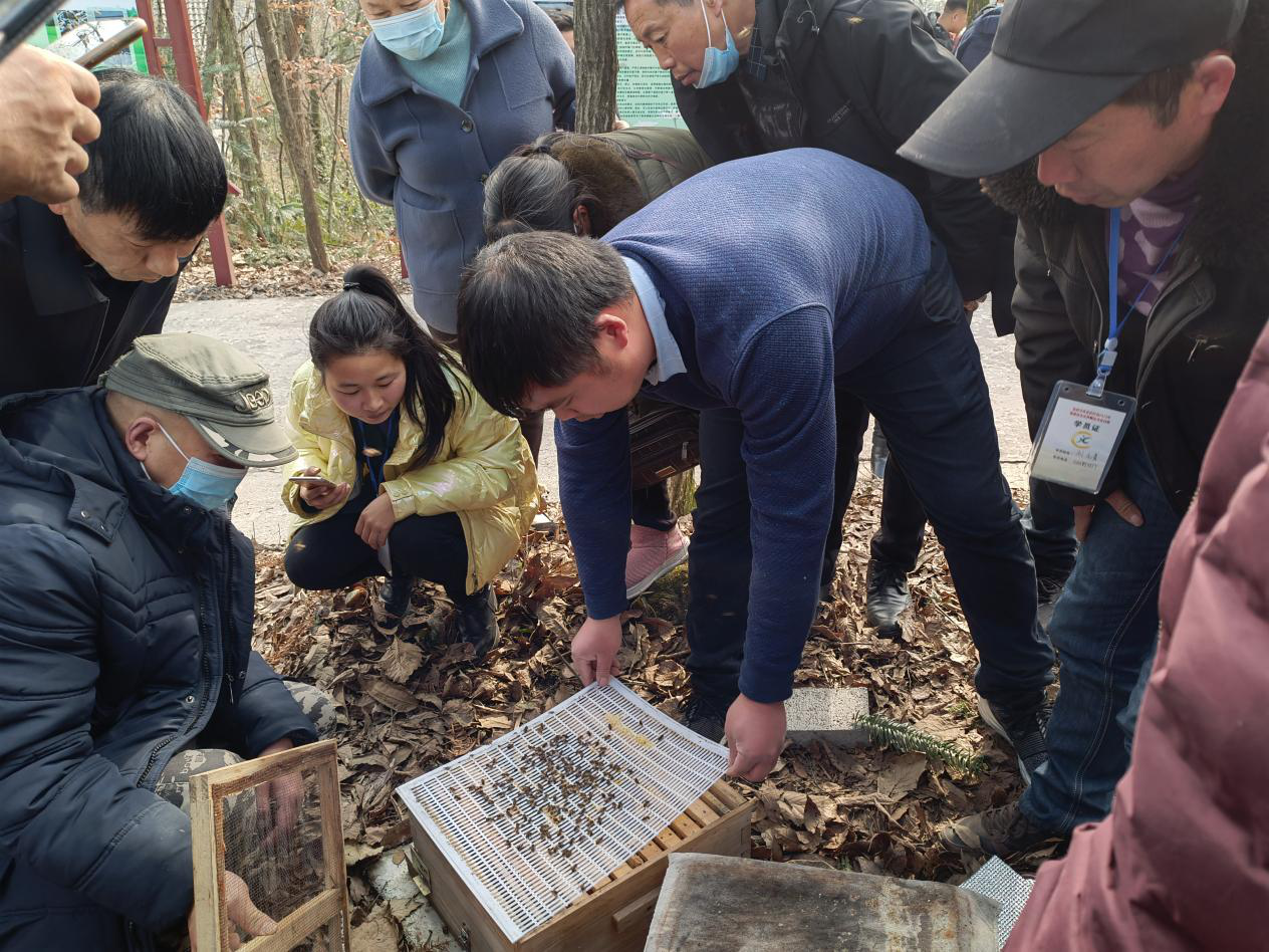 怎样养殖意蜂和繁殖技术呢_贵阳中蜂养殖_中蜂大规模养殖技术