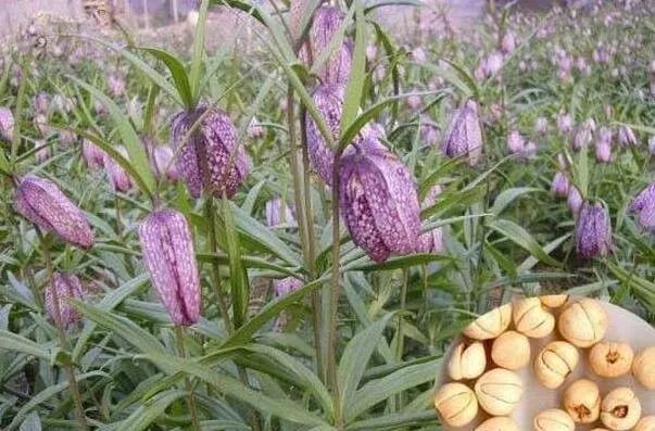 室内种植药材致富_致富药材室内种植方法_致富药材室内种植图片