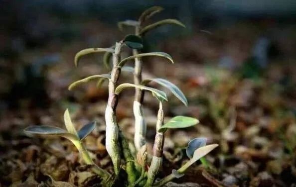 致富药材室内种植图片_室内种植药材致富_致富药材室内种植方法