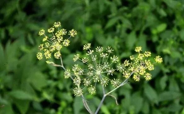 致富药材室内种植图片_室内种植药材致富_致富药材室内种植方法