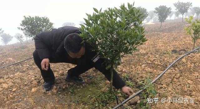 致富山药种植农村图片大全_山药种植技术致富经_农村种植山药致富