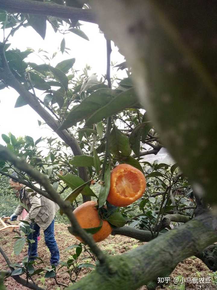 致富山药种植农村图片大全_山药种植技术致富经_农村种植山药致富