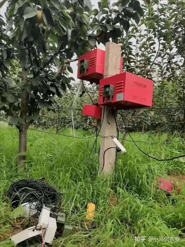 山药种植技术致富经_农村种植山药致富_致富山药种植农村图片大全