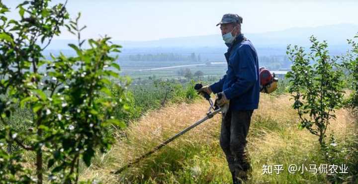 农村种植山药致富_致富山药种植农村图片大全_山药种植技术致富经