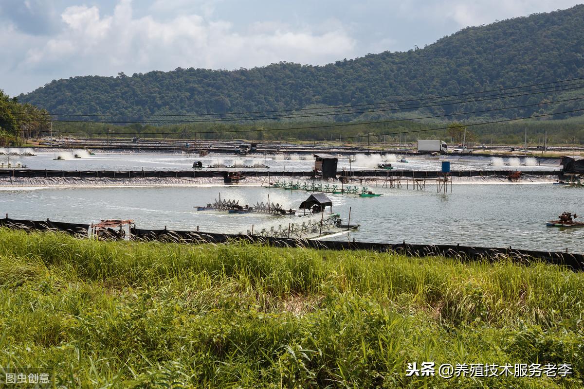 浅谈小龙虾如何养殖利润翻倍之池塘篇